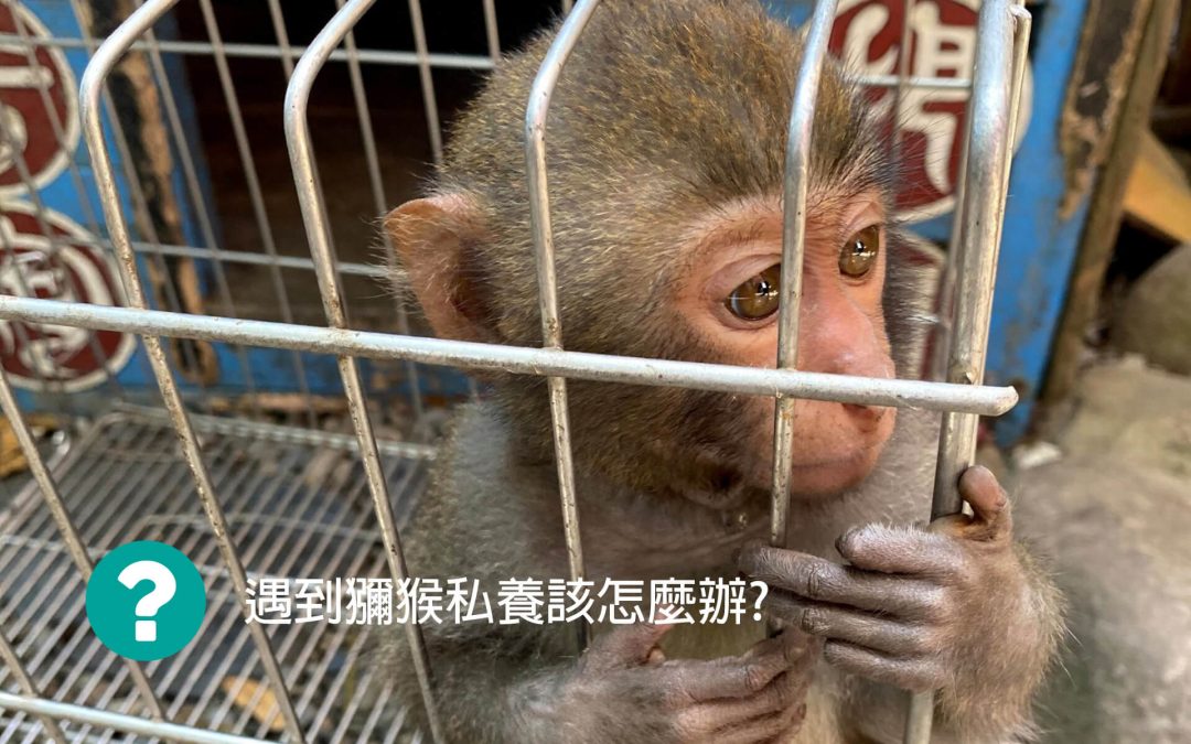 獼猴私養該怎麼辦