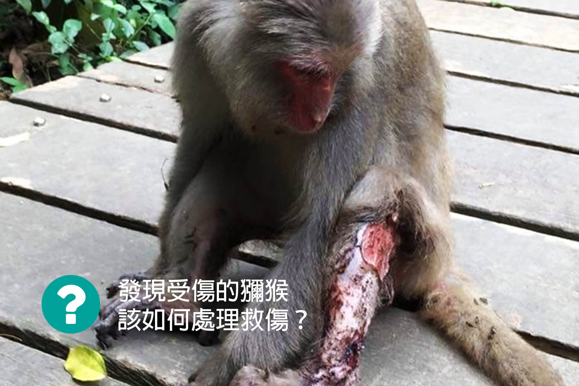 發現受傷的獼猴-該如何處理救傷？